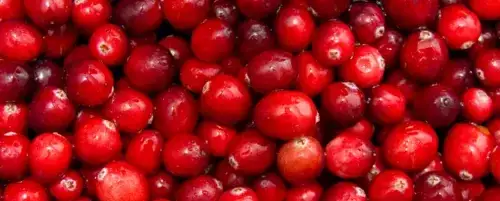 Czy pies może jeść suszoną żurawinę? Bezpieczne porcje i ryzyko