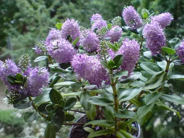 Jak długo kwitnie hebe? Poznaj tajemnice długiego kwitnienia tej rośliny