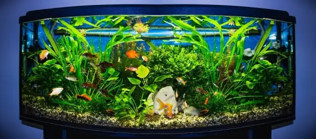 Ile TDS w akwarium? Kluczowe wartości dla zdrowych ryb i roślin