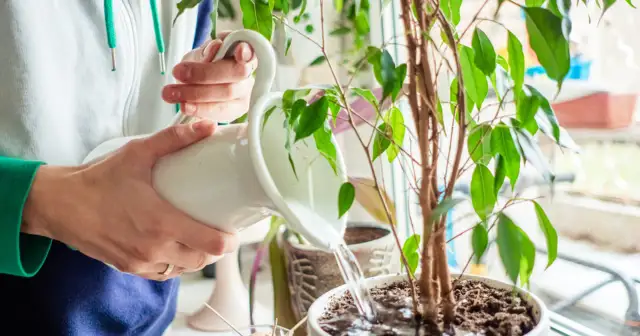 Woda z ryżu do jakich kwiatów? Odkryj rośliny, które zyskają na tym