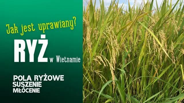 Jak uprawia się ryż: Kluczowe techniki i warunki do sukcesu