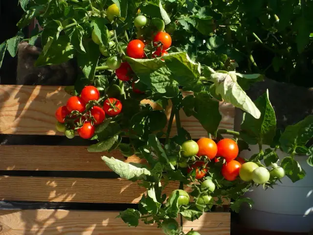 Uprawa pomidorów koktajlowych w doniczce: Pełny przewodnik