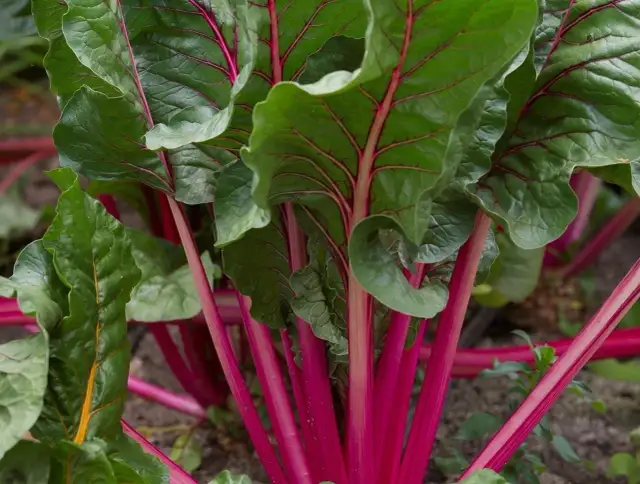 Kiedy jest sezon na botwinkę? Poznaj najlepszy czas na zbiór