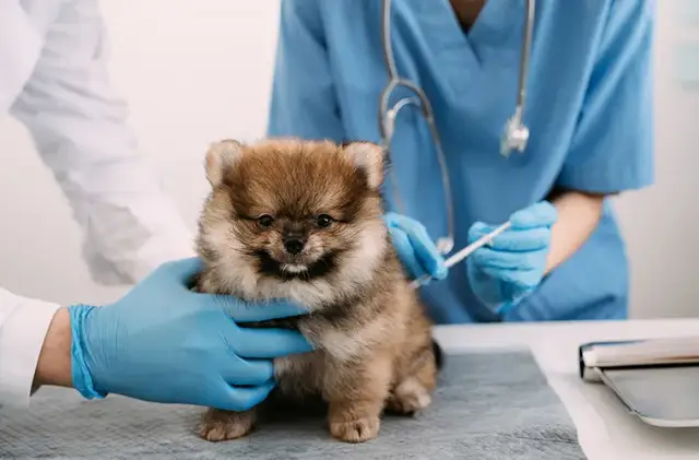Kiedy pierwsze szczepienie szczeniaka? Ważne informacje dla właścicieli