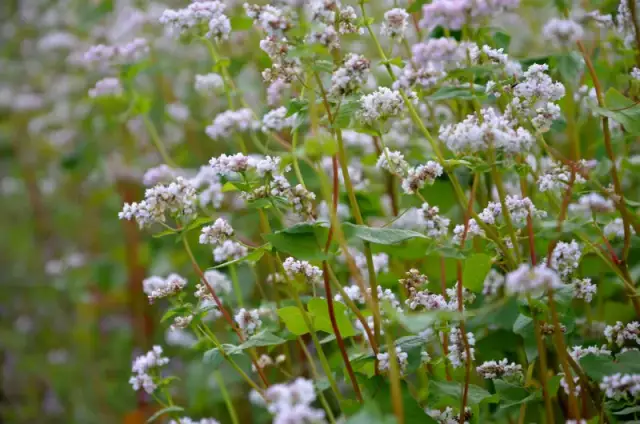 Jak kwitnie kasza gryczana - poznaj sekrety jej kwitnienia i wzrostu