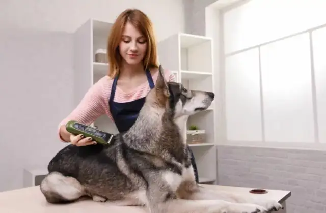 Czy sierść psa odrasta po strzyżeniu? Sprawdź, co musisz wiedzieć