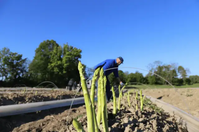Sadzenie kiwi w Polsce: Poradnik krok po kroku i sekrety sukcesu