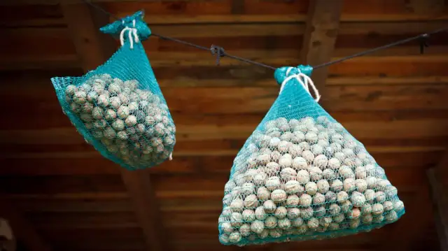 Walnüsse richtig aufbewahren: So bleiben sie frisch und lecker