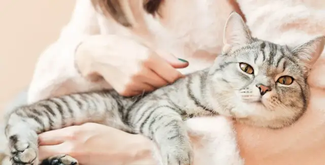 Warum zittert meine Katze? Ursachen und was Sie wissen sollten