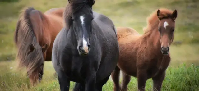 Co może jeść koń a czego nie? Poznaj szkodliwe pokarmy dla koni