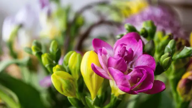 Jak sadzić frezje, aby uniknąć najczęstszych błędów w ogrodzie