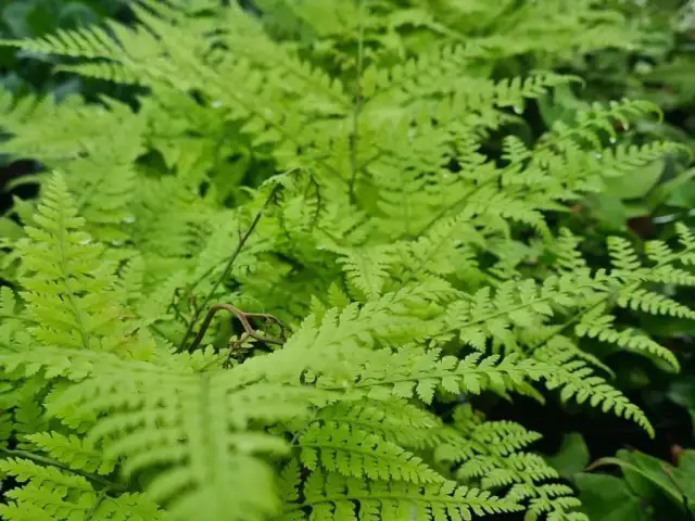 Jak nawozić paprocie ogrodowe, aby zapewnić im zdrowy wzrost?