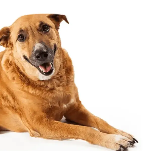 Czy pies może jeść? Bezpieczne i niebezpieczne jedzenie dla psa