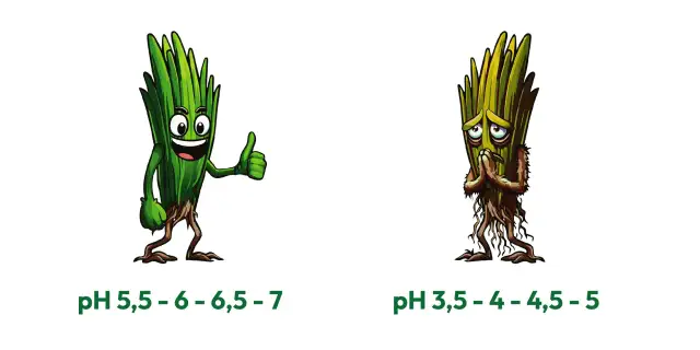 Jakie pH gleby pod trawnik? Odkryj sekret bujnej zieleni!