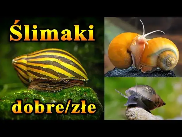 Jak rozmnażają się ślimaki w akwarium - uniknij problemów z populacją