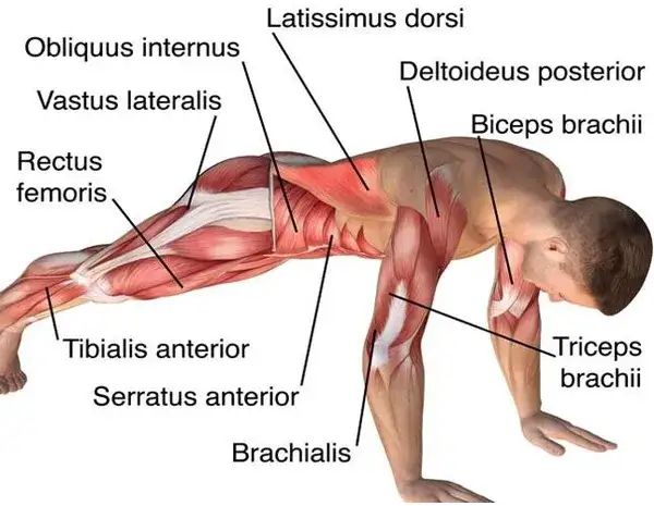 Qué músculos trabaja la plancha y cómo mejora tu entrenamiento