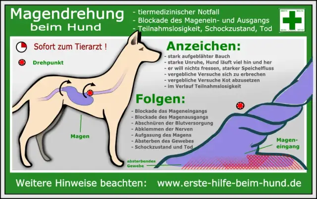 Wann schläfert Tierarzt Hund ein? Wichtige Hinweise und Anzeichen