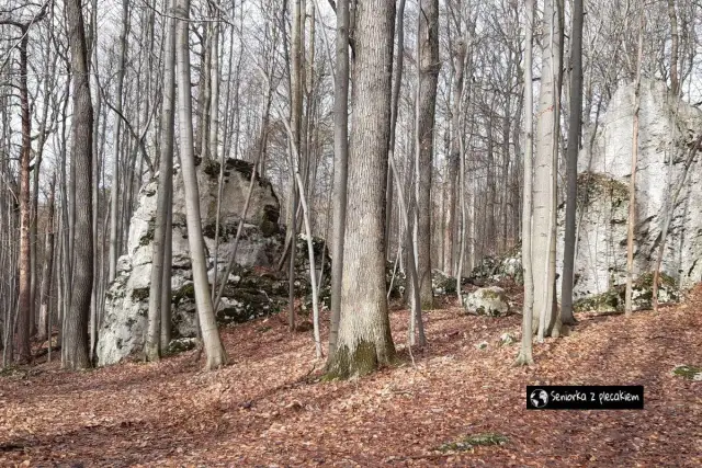 Jurajskie Centrum Seniora "Jak w Domu": Czy to idealne miejsce?