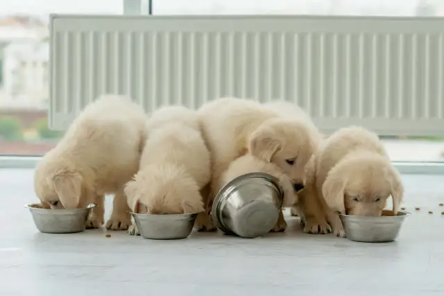 Dokarmianie szczeniąt: Od 3. tygodnia. Jak to zrobić dobrze?