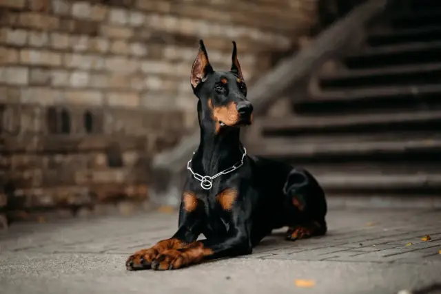 Ile kosztuje doberman z hodowli? Ceny i co wpływa na wybór