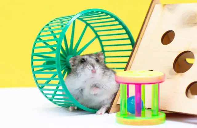 Chomik w kołowrotku, gotowy do biegu. Obok kolorowa zabawka i drewniany domek.