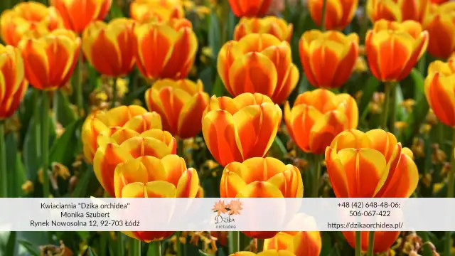 Kiedy sadzić tulipany? Jesień to klucz do wiosennego kwitnienia