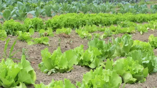 Rzędy zielonej sałaty i innych warzyw liściastych na grządkach.