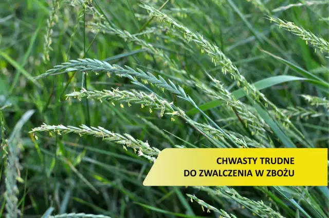 Zielone źdźbła traw, niektóre z kłoskami, tworzą gęsty łan. Wśród nich widoczny jest żółty prostokąt z napisem "CHWASTY TRUDNE DO ZWALCZENIA W ZBOŻU".