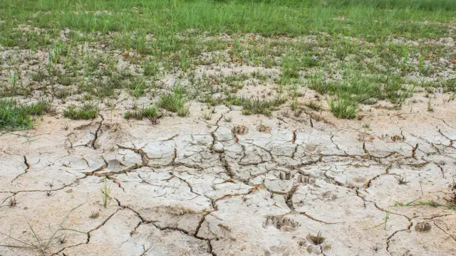 Jak zmniejszyć zasolenie gleby? Skuteczne metody na zdrową glebę