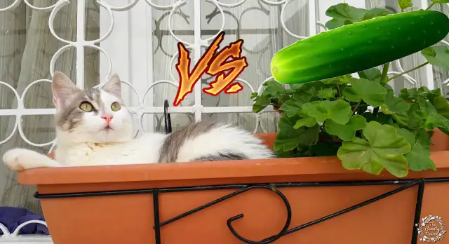 Ogórek dla kota: Tak, ale z ważnymi zasadami!
