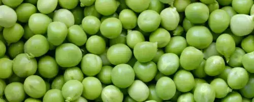 Czy pies może jeść groch? Bezpieczne zasady i zdrowe korzyści