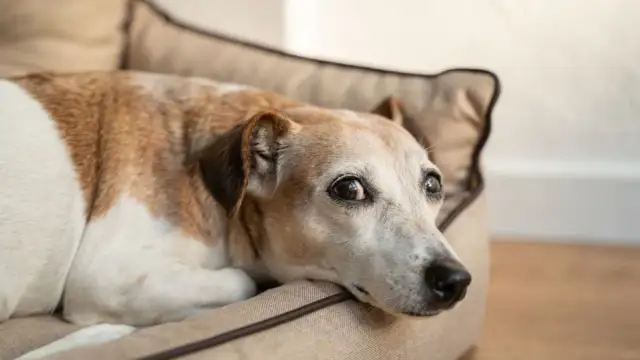 Demencja Starcza u Psa: Objawy i Leczenie