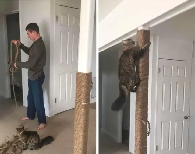 Czy twój kotek jest milusi? Odkryj jego urocze zachowania i cechy