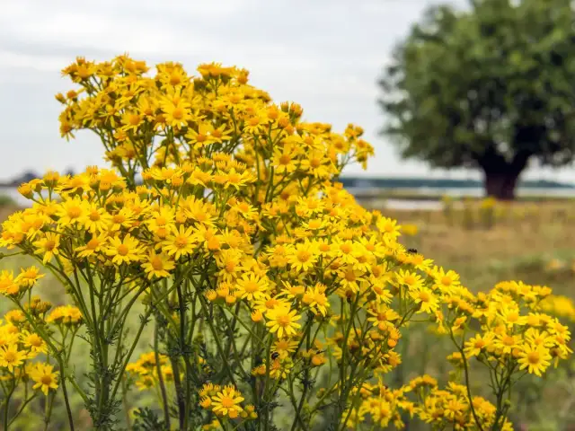Żółty chwast polny w ogrodzie? Identyfikacja i skuteczne zwalczanie