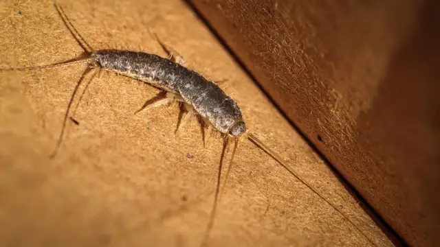 Rybiki w łazienkach - skąd się biorą i jak ich uniknąć?