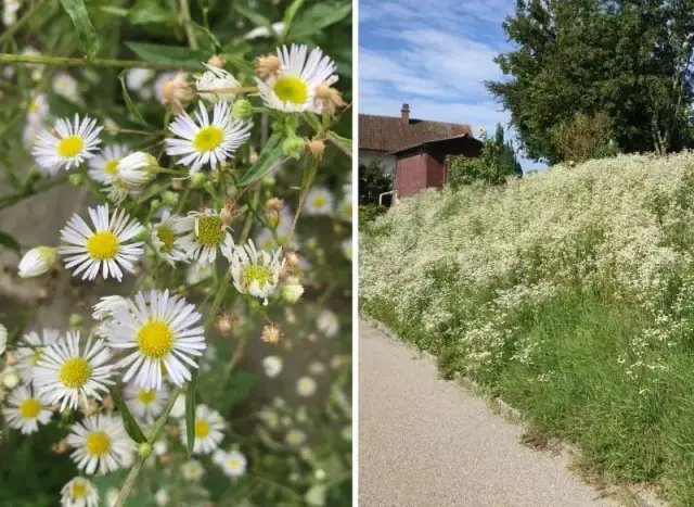 Rumianek czy chwast? Jak odróżnić i zwalczyć podobne rośliny