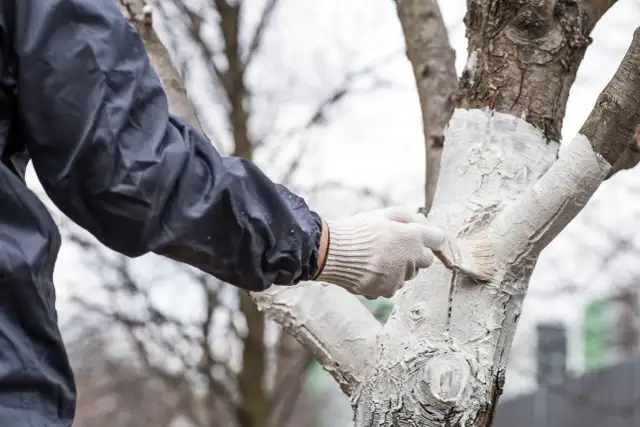 Ręka w rękawiczce maluje pędzelkiem pień drzewa na biało. To czas, kiedy bielimy drzewka, chroniąc je przed mrozem i szkodnikami.