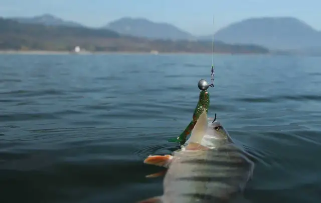 Przynęty na okonia: Jak dobrać i prowadzić? Złap swojego garbusa!