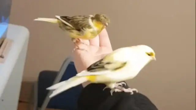 Jak nauczyć kanarka siadać na rękę - proste sposoby na oswojenie ptaka