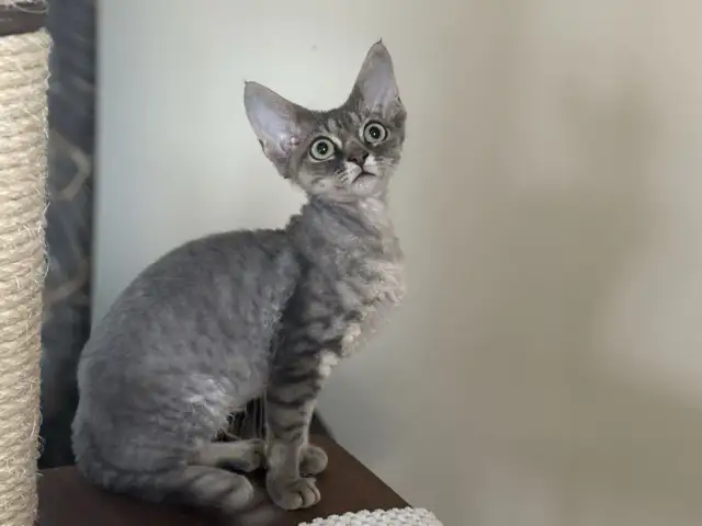Devon Rex na sprzedaż - znajdź idealnego kota w Polsce teraz