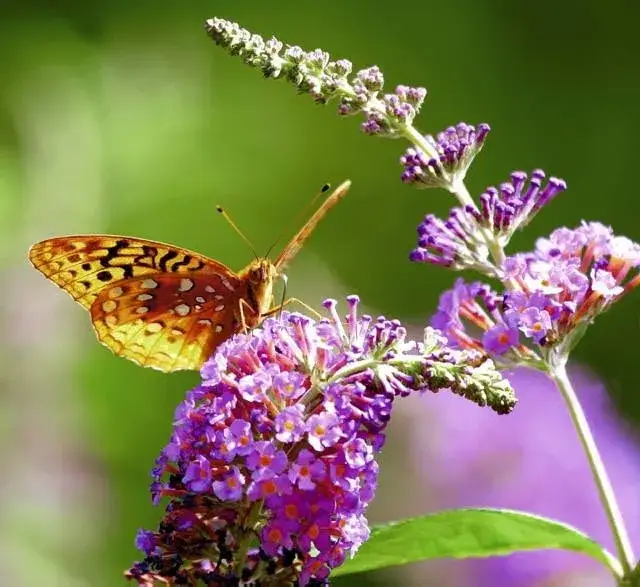 Jak zimuje budleja i jak skutecznie ją ochronić przed mrozem