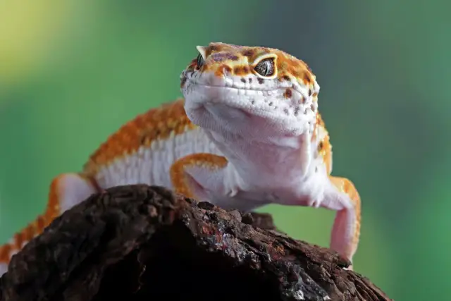 Gekon lamparci z pomarańczowymi plamkami na białym ciele, siedzący na kawałku drewna.