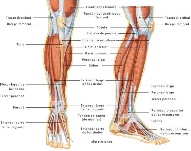 Todo lo que necesitas saber sobre el músculo de piernas y su función