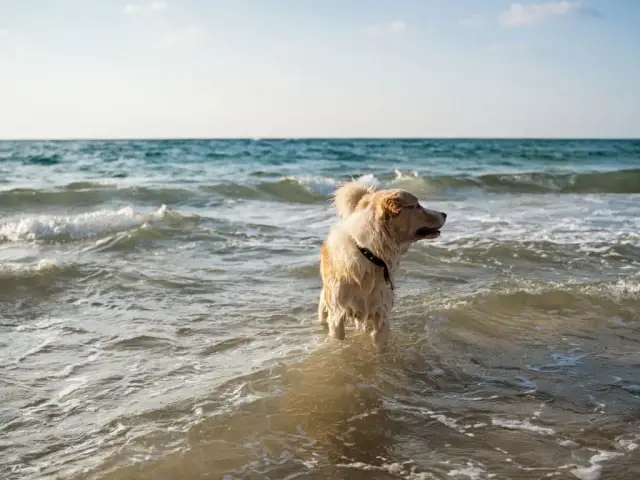 Gdzie nad morze z psem? Odkryj najlepsze miejsca przyjazne psom
