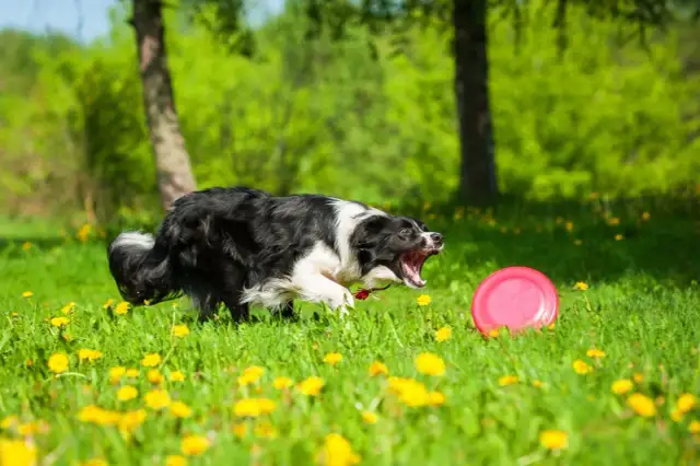 Energiczny border collie goni frisbee na łące pełnej mniszków. Właściwe szkolenie to klucz, jak wytresować border collie do takich zabaw.