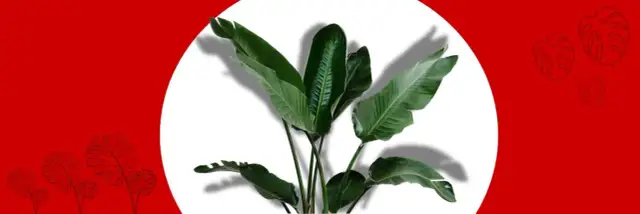 Jak rozpoznać kwiaty? Aplikacje, atlasy i porady ekspertów