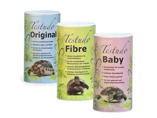 Czym karmić żółwia greckiego? Klucz do zdrowia i długowieczności