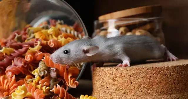 Jak skutecznie pozbyć się myszy ze ścian i uniknąć ich powrotu