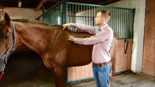 Jak zmierzyć rozmiar siodła, by uniknąć dyskomfortu konia