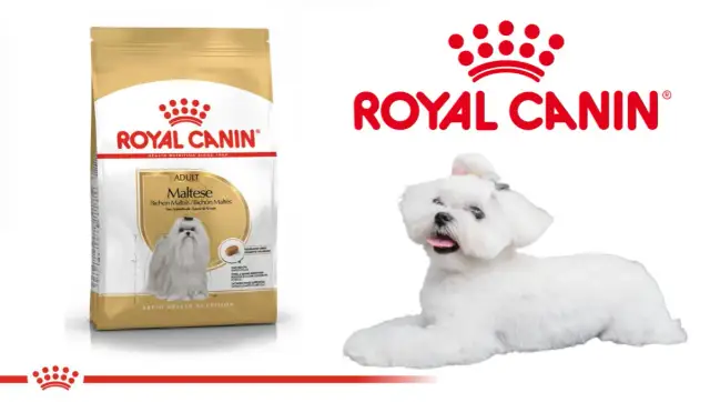 Royal Canin: Czy warto? Obiektywna analiza składu i alternatyw